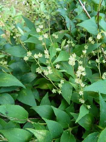 w004452yada75-1