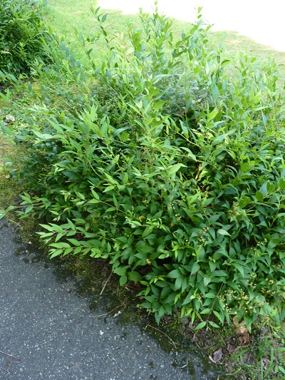 w004452yada75