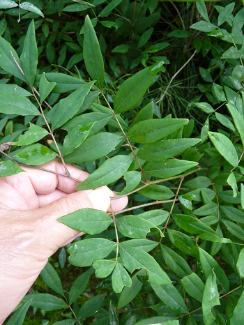 w004452yada76-1