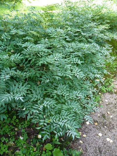 w004452yada76