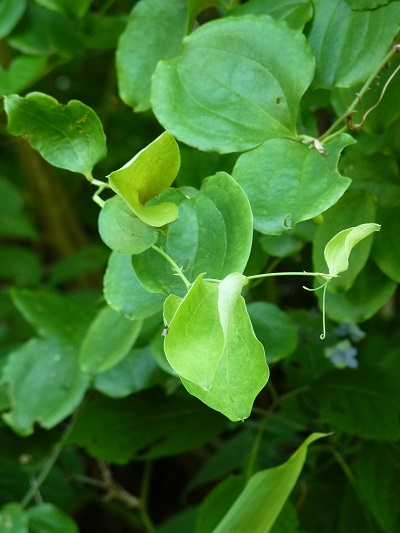 w004452yada77