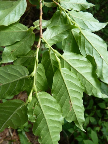 w004452yada78-1
