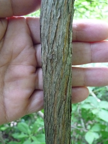 w004452yada78-2