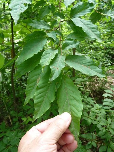 w004452yada78