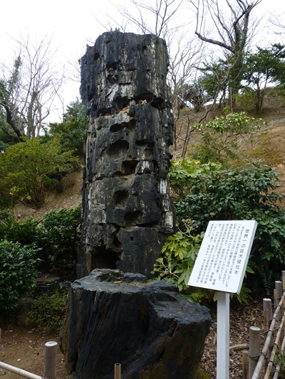 w004454komeda1