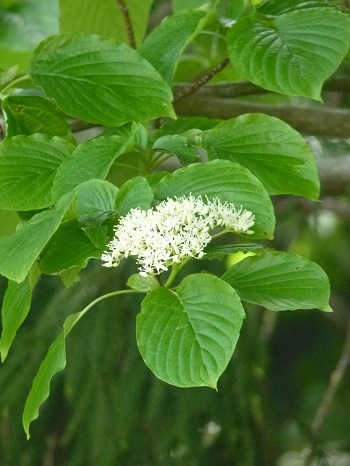 w004455kamihirota2-1