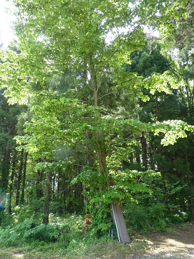 w004455kamihirota2