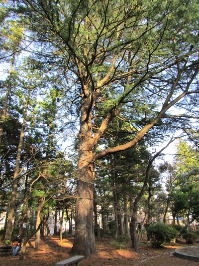 w004456yahiko1