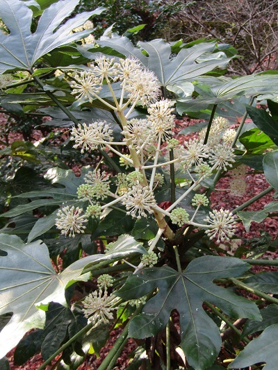 w004456yahiko10-2