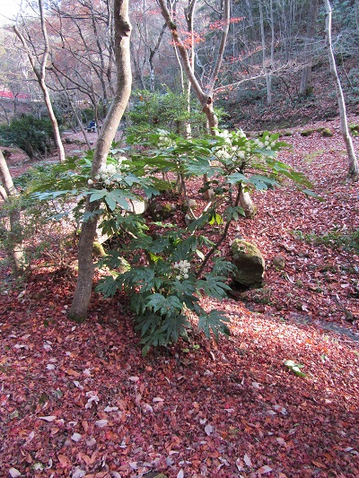 w004456yahiko10