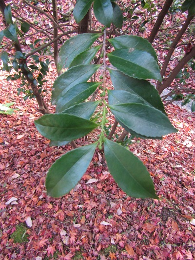 w004456yahiko11-1