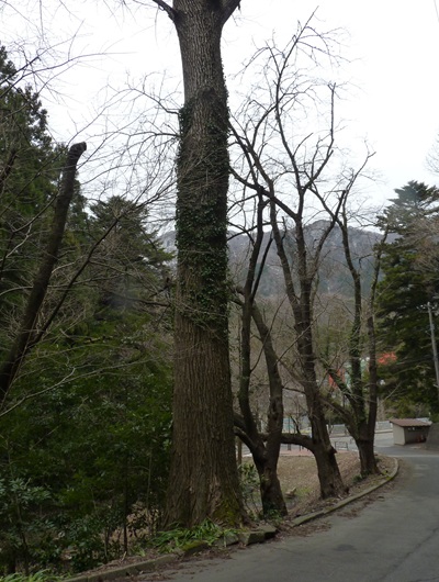 w004456yahiko111