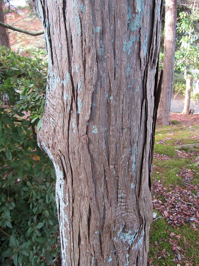 w004456yahiko13-2