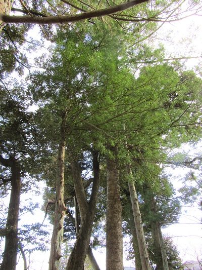w004456yahiko13
