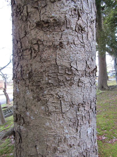 w004456yahiko14-2