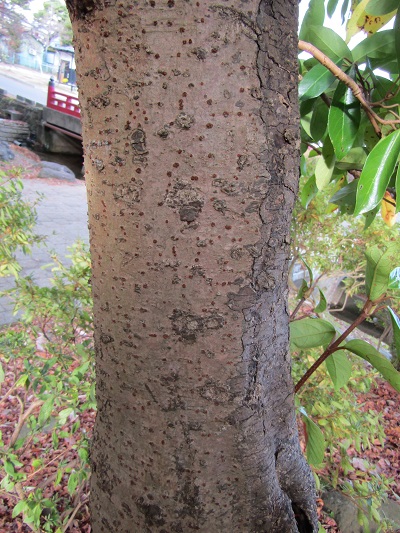 w004456yahiko15-2