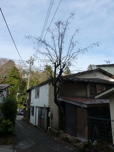 w004456yahiko16