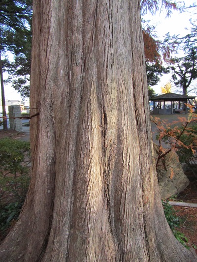 w004456yahiko2-2