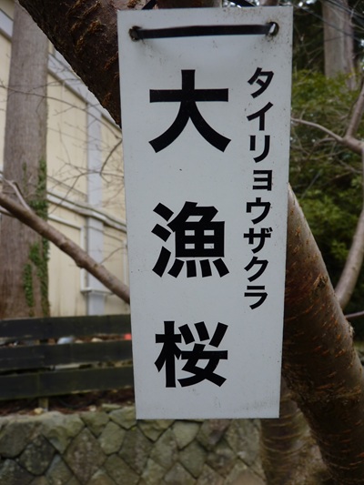 w004456yahiko38