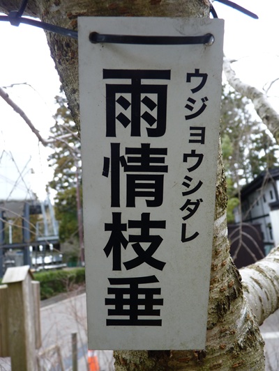 w004456yahiko39