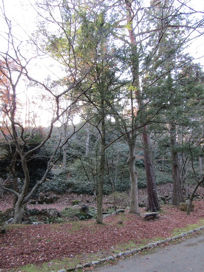 w004456yahiko4