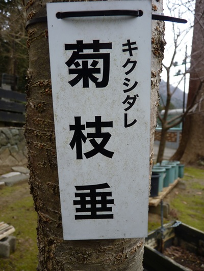 w004456yahiko40