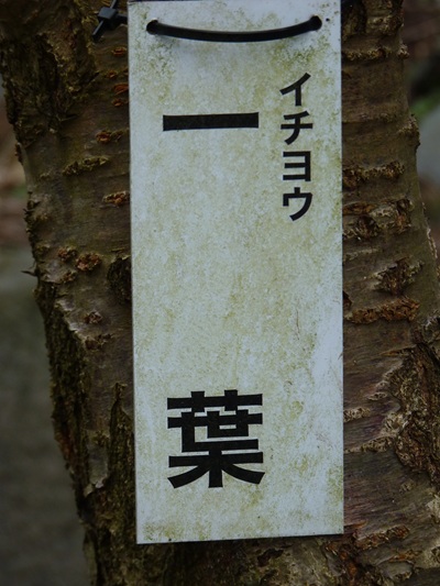w004456yahiko42