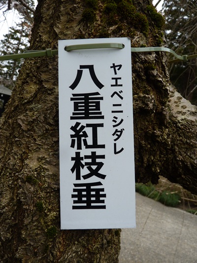 w004456yahiko44