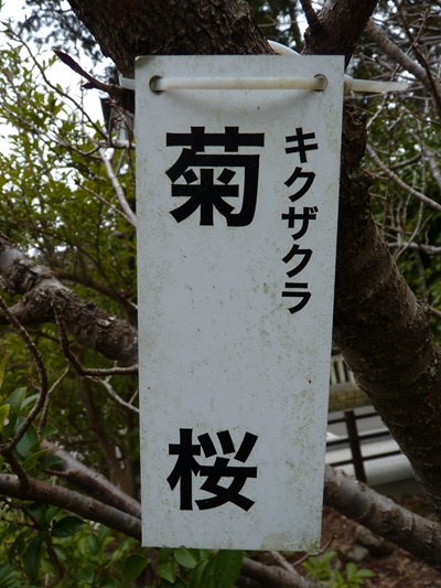 w004456yahiko46