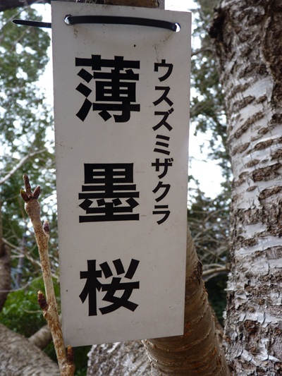 w004456yahiko51