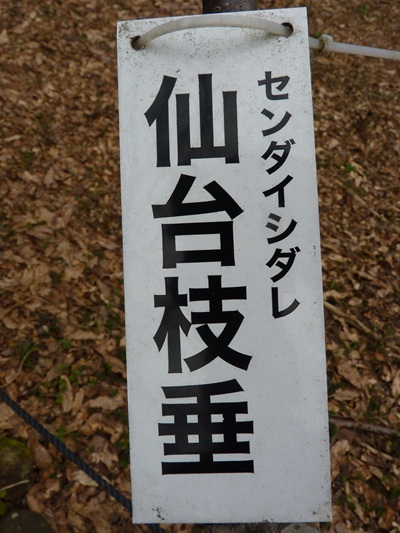 w004456yahiko53