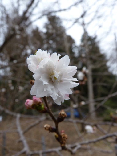 w004456yahiko54-1