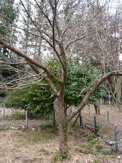w004456yahiko54