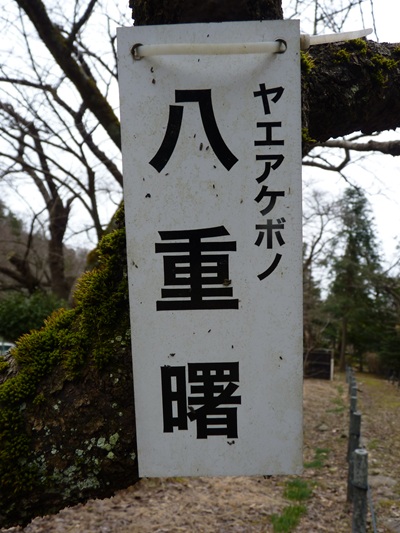 w004456yahiko55