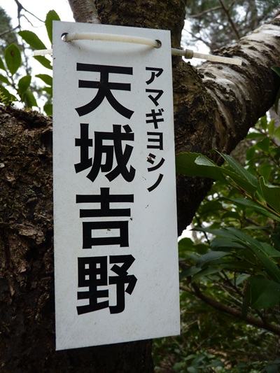w004456yahiko57