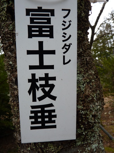 w004456yahiko58