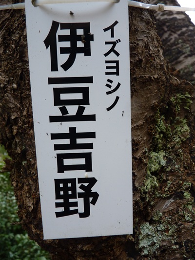w004456yahiko59
