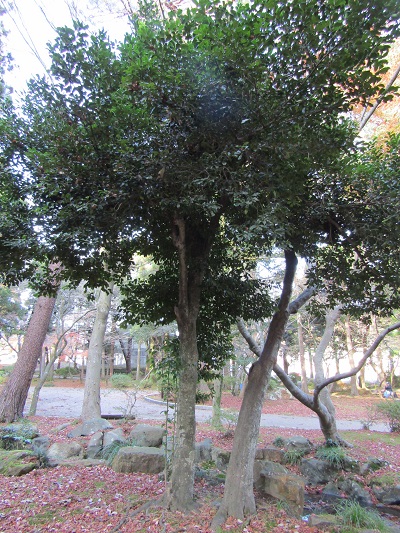 w004456yahiko6
