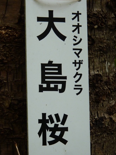 w004456yahiko60