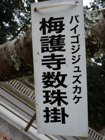 w004456yahiko63