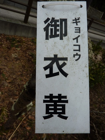 w004456yahiko64