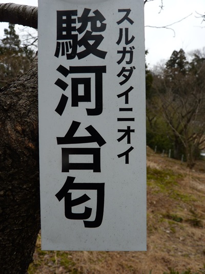 w004456yahiko67