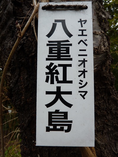 w004456yahiko71