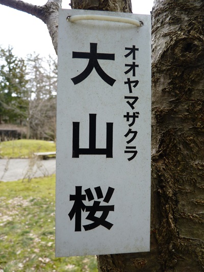 w004456yahiko73