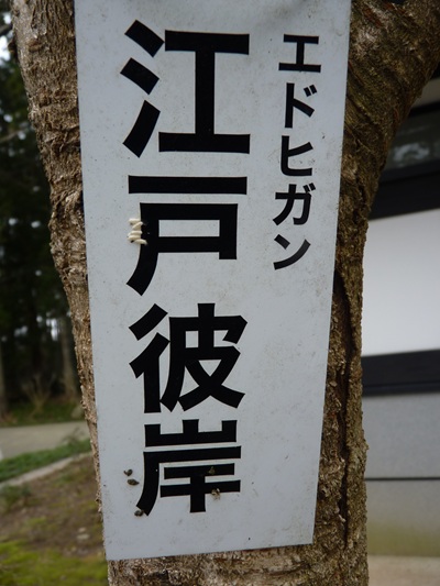 w004456yahiko75