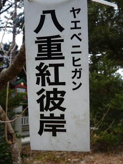 w004456yahiko76