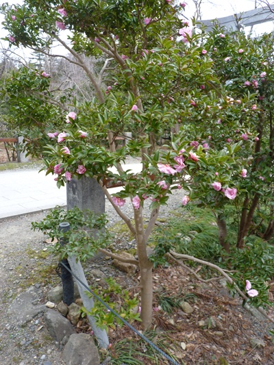 w004456yahiko78