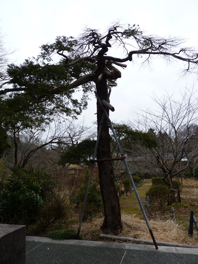 w004456yahiko79