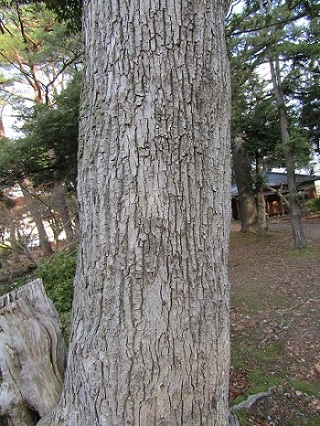 w004456yahiko8-2