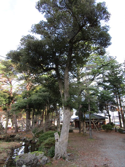 w004456yahiko8